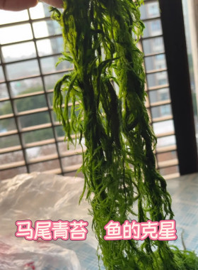 淡水青苔新鲜溪流钓饵