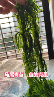 溪流冲钓青苔饵草鱼清波赤尾扁鱼鲤鱼黄尾青尾军鱼饵马尾青苔新鲜