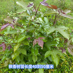 枫香树苗三角枫大树山枫香树名贵苗木枫香叶黑色植物染料造林复绿