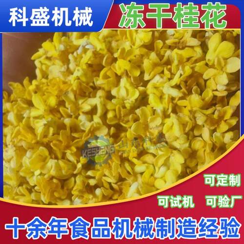 桂花真空冻干机 松茸食用菌冻干设备 洛神花真空冷冻干燥机