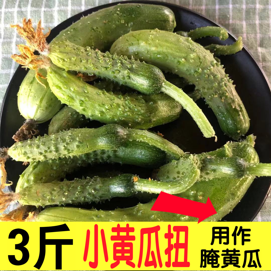 新鲜旱黄瓜黄瓜扭青瓜腌制咸菜沙拉蔬菜水果荷兰德国俄罗斯酸黄瓜-封面