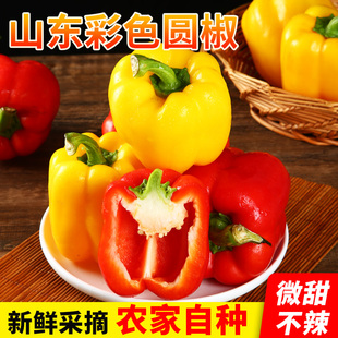 彩椒新鲜蔬菜灯笼椒青椒甜椒绿色圆椒彩色菜椒现摘大青椒