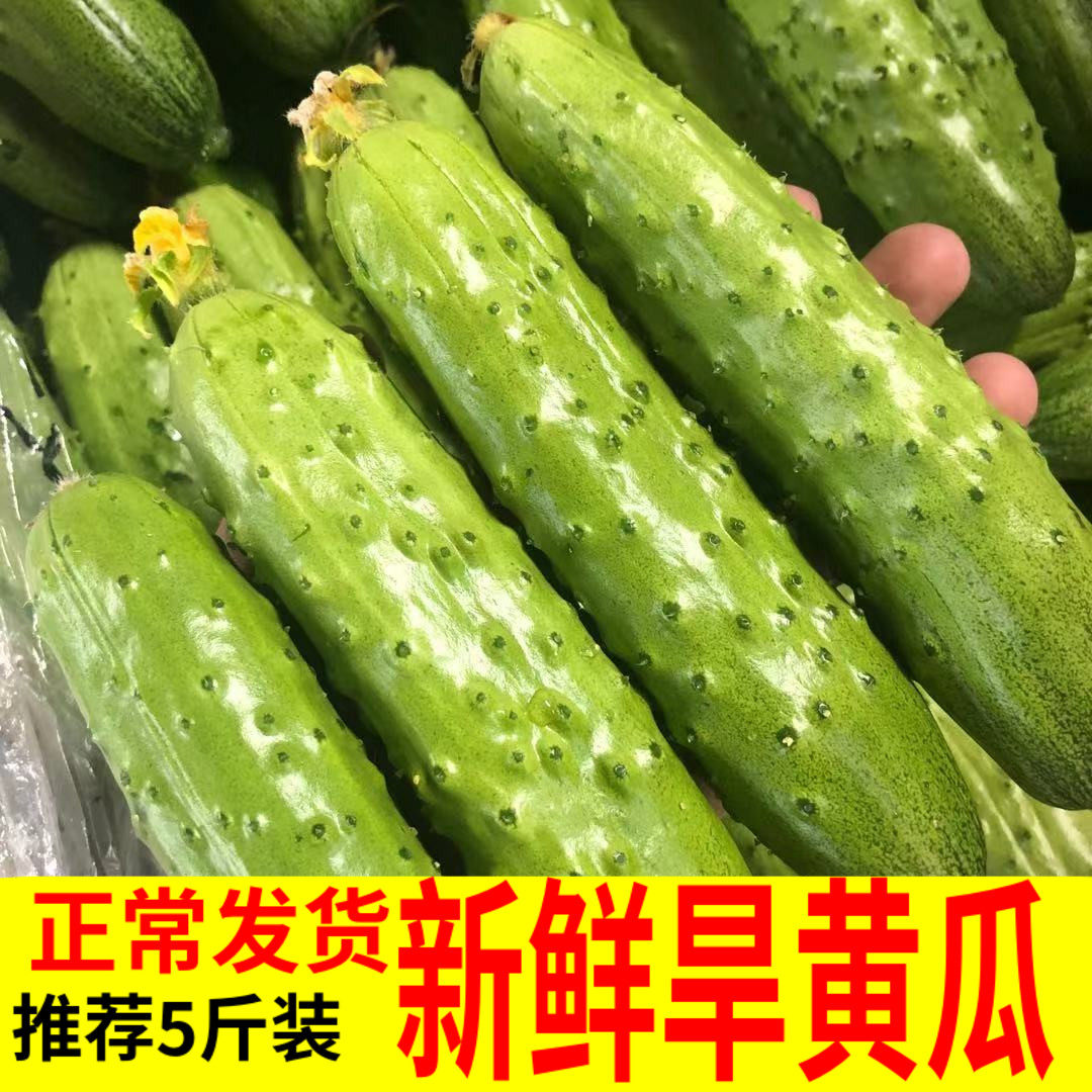 北方农家沙拉荷兰海阳白玉小黄瓜