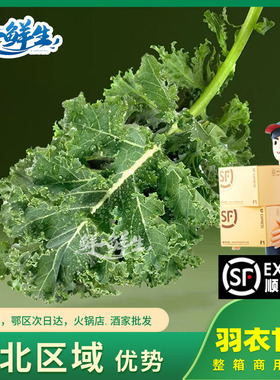 羽衣甘蓝新鲜蔬菜嫩叶甘兰芥蓝菜叶雨衣kale西餐沙拉榨汁食用现摘