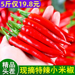现摘红小米辣椒新鲜小米椒5斤朝天椒指天椒特辣当季青红椒包邮