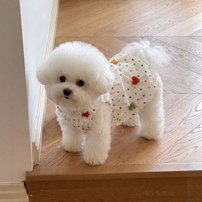 狗狗衣服小狗宠物雪纳瑞比熊薄款夏季裙子小型犬猫咪衣服防掉毛