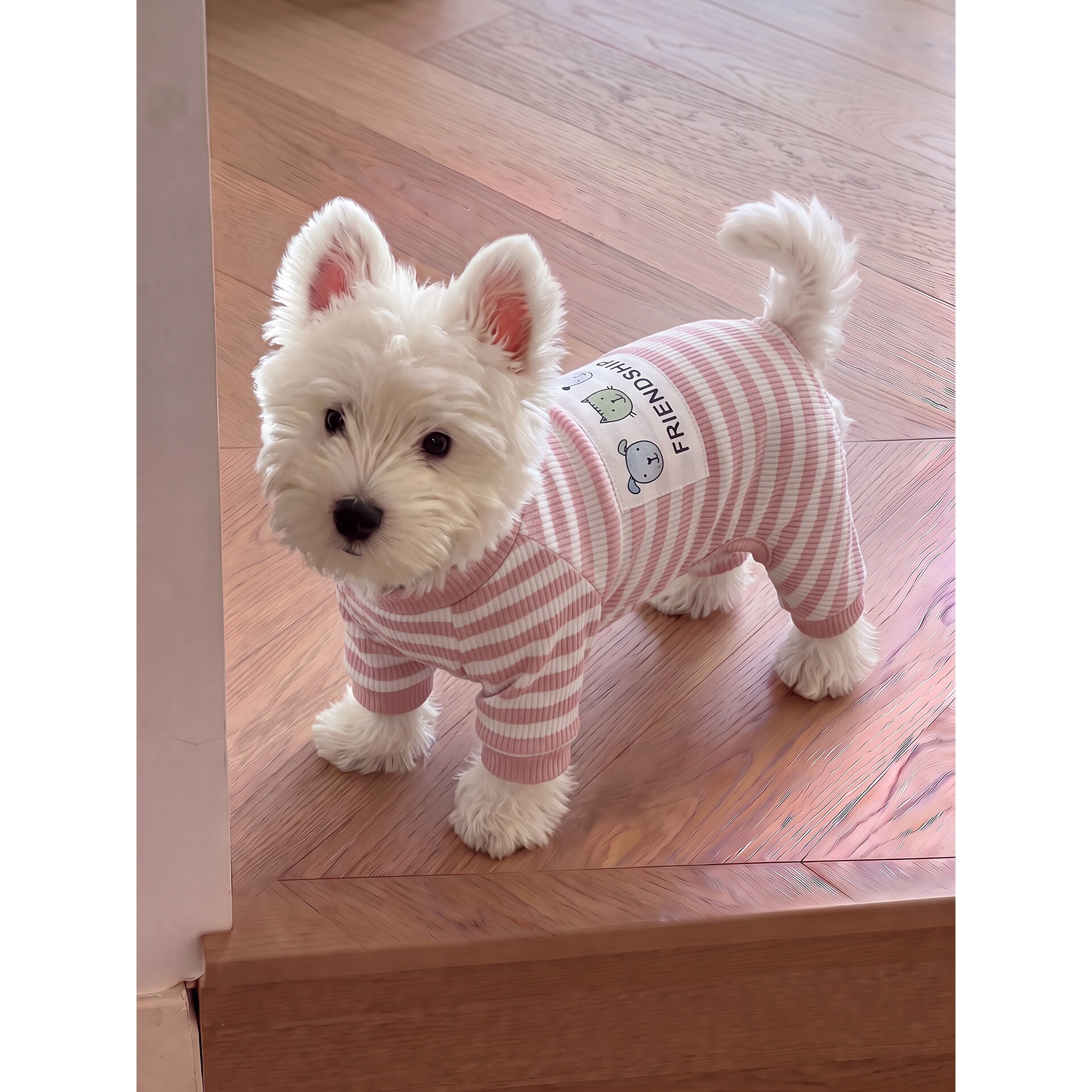 小狗狗四脚衣服透气泰迪比熊雪纳瑞居家宠物护肚睡衣空调服防掉毛