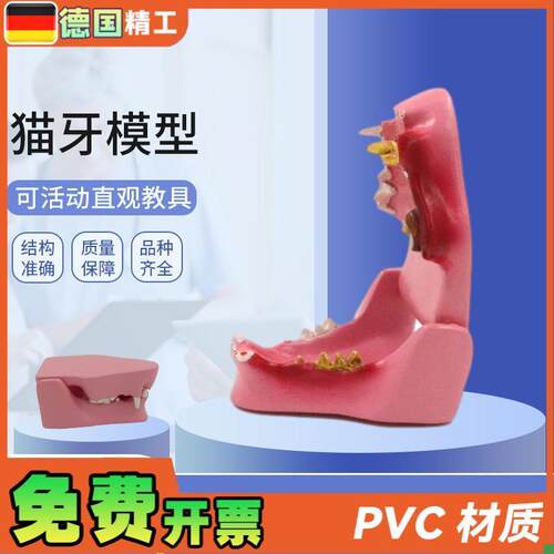 德国】PNT-h2105猫牙模型猫口腔病理口腔猫蛀牙猫解剖猫解剖动
