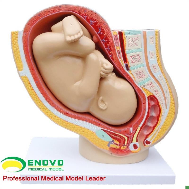 普及版女性盆腔附足月胎s儿模型妊娠发育九个月胎儿子宫生殖模型
