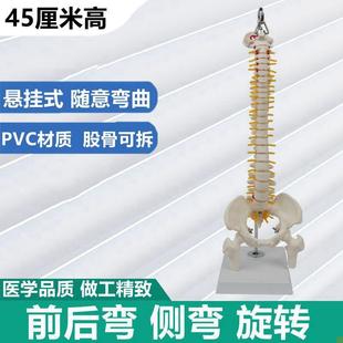 人体脊椎模型可i活动前后弯侧弯旋转健身培训瑜伽教学正骨按摩盲