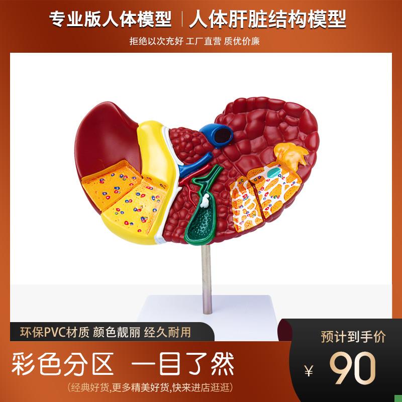 政河人体肝脏器官结构解剖教学模型学校讲解演示医院.用内脏摆件