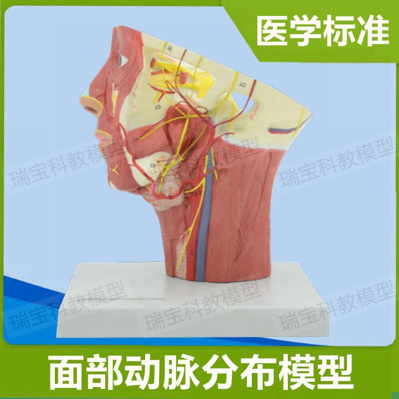 面部动脉分布模型麻醉解剖教学局部浅层神经O静脉微整形美容神经 - 封面