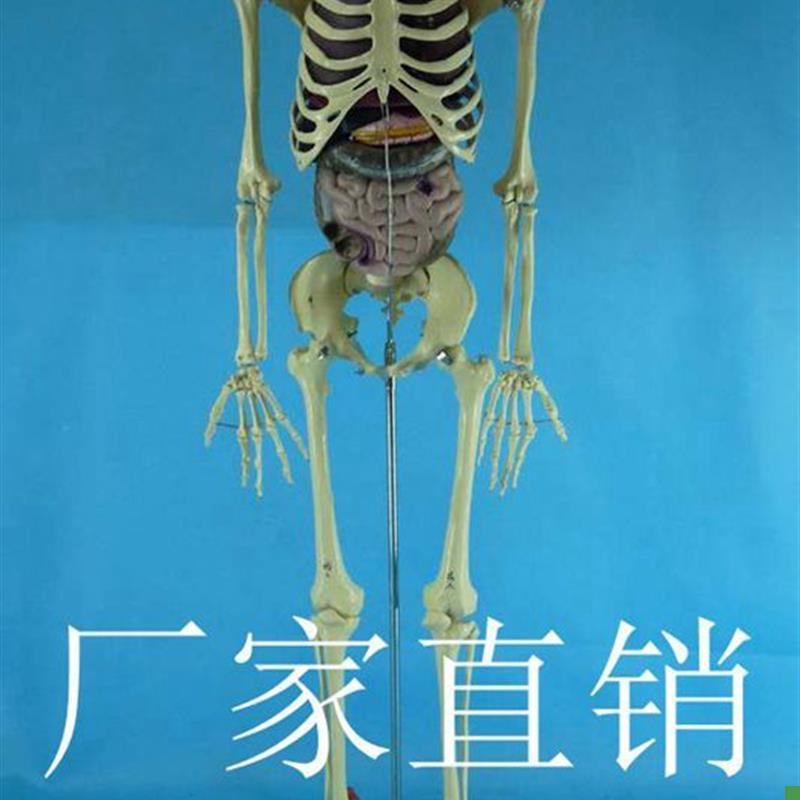 带内脏170cim人体骨骼模型1:1人体骷髅骨架模型医用人体标本模型
