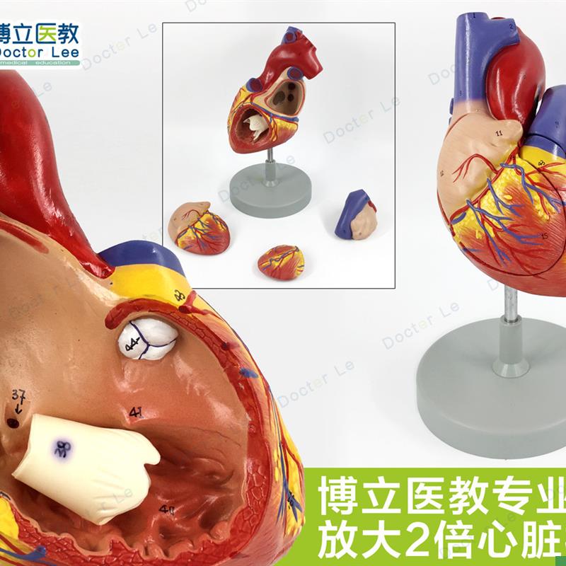 人体专业医学2倍大心脏模型心脏C解剖模型心血管模型教学用模型