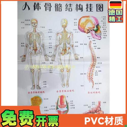 人体骨架图谱骨骼图o大号挂图医学挂图人体骨架解剖图谱防水