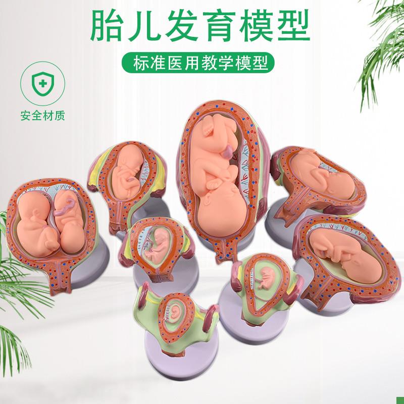 妊娠胚胎发育模型生育演示胎教妇科模型Q婴儿胎儿发育过程