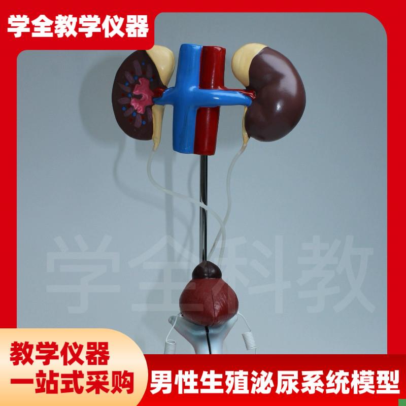 输尿管结构初中生物前列腺教学仪器男F性泌尿生殖系统模型品质模