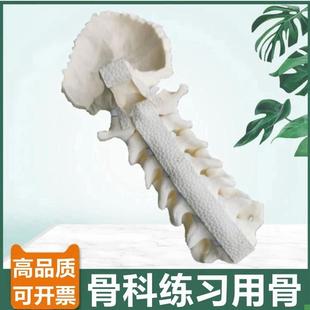 骨科手术实训用假骨颈椎带枕骨神经临床医生考试用仿X真骨打孔固