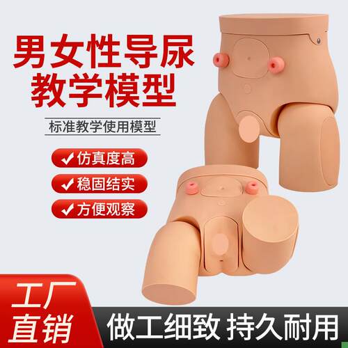 男女性导尿e模型插尿管模型医学导尿技能操作护理模特灌肠模型