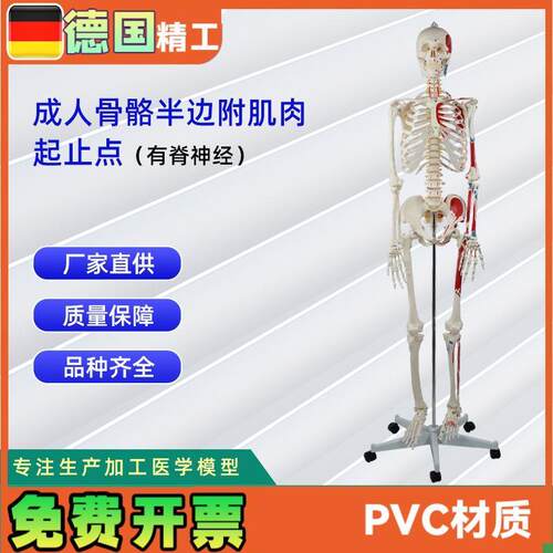 德国】成人e骨骼半边附肌肉起止点(有脊神经)医学教学模型模具