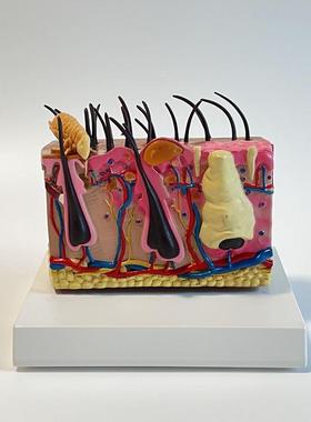 康泰教具蚊虫螨虫叮咬o皮肤医药促销跳蚤病理毛囊人体皮肤层次放