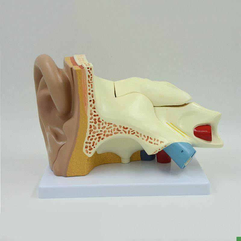 人体耳朵模型采耳店挖耳培训耳蜗迷路G鼓膜内耳结构放大5倍可拆卸,玩具/童车/益智/积木/模型,其他模型玩具,淘宝优惠券,粉丝福利购,淘宝优惠卷