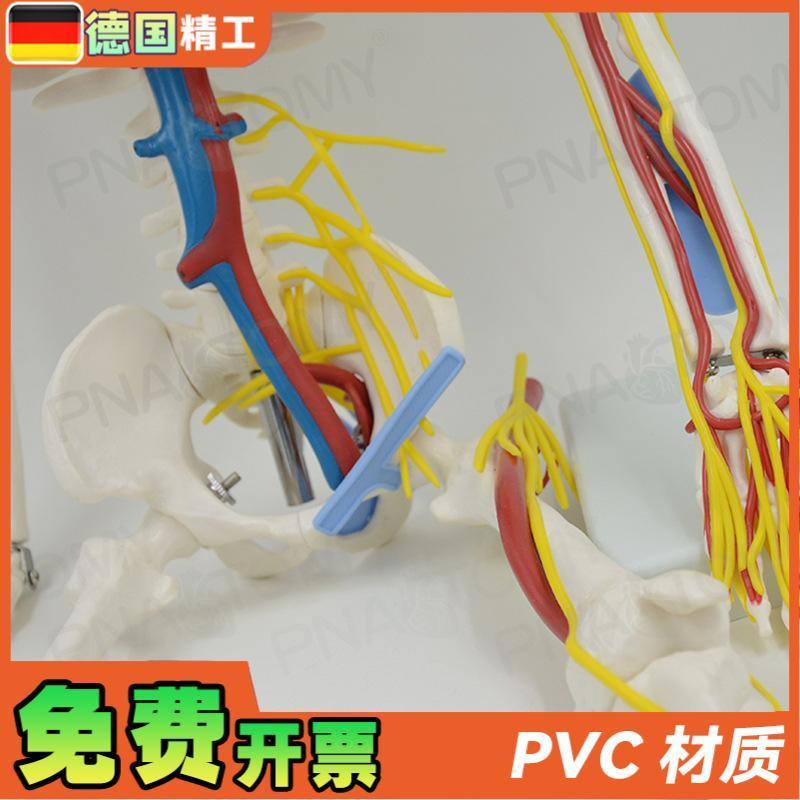 德国】85cm人体骨骼模型带神经血管心脏大脑可拆卸教.学正骨康复