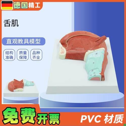 德国】PNT-0336口腔肌肉舌肌解剖模L型医学教学口腔教学模型