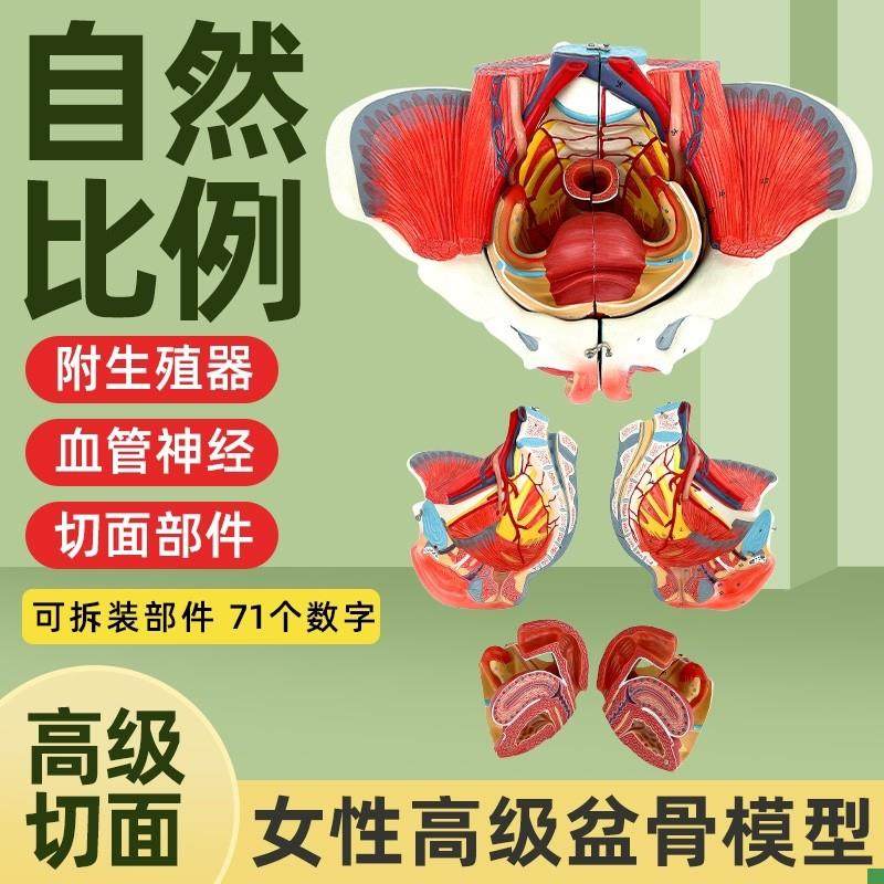 女性人体骨盆附生殖器官血管x神经肌肉解剖分娩演示教学盆底肌模