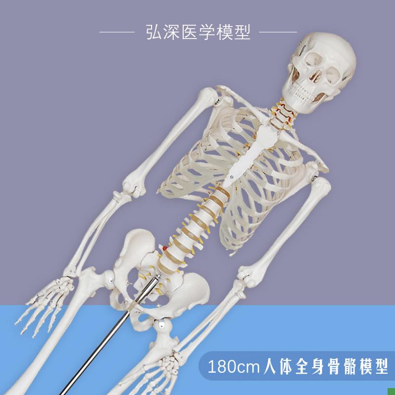 人体全身骨骼模型1m80大骨架骷髅带神经椎间盘可拆卸骨科医学教学