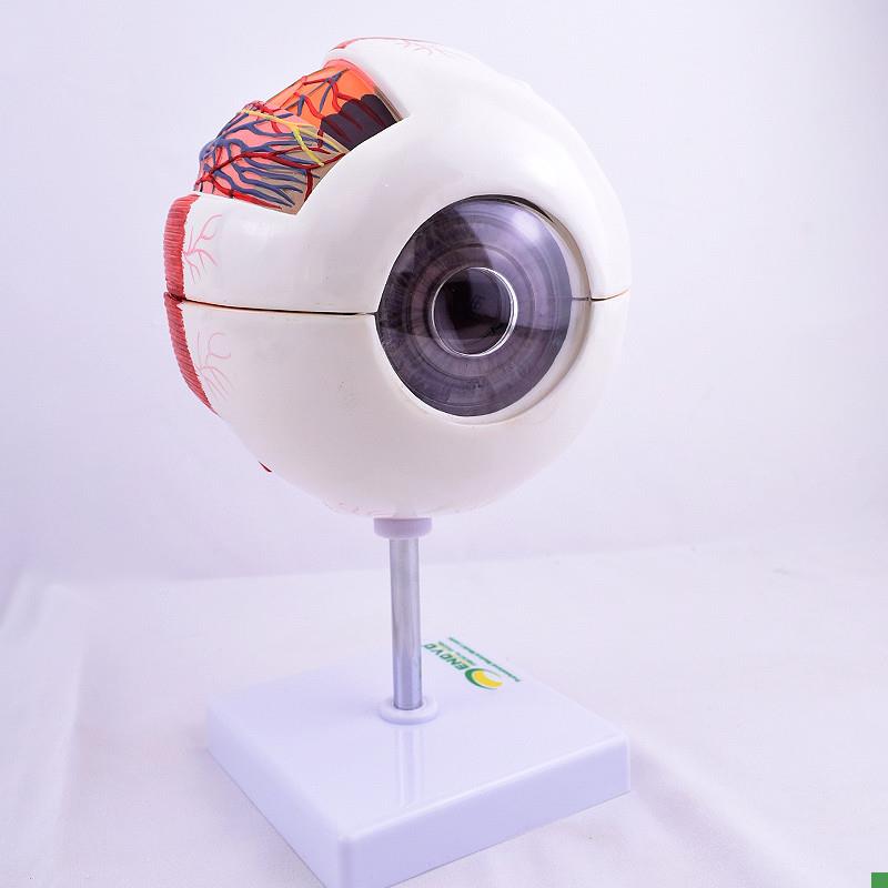 ENOVO颐诺版医学人体眼球解剖模型眼睛结构模型眼U珠眼球眼角膜模