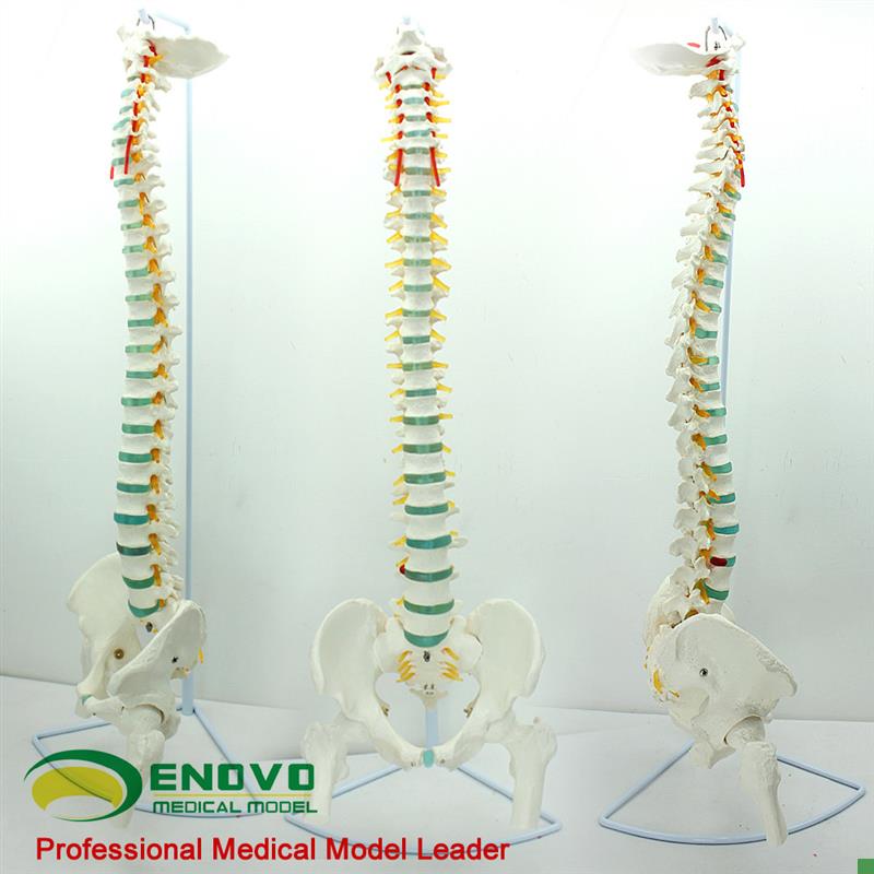 ENOVO颐诺医学人体脊柱模w型脊椎骨盆颈椎胸椎腰椎整骨科骨骼模型