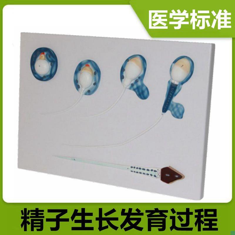 精子生长发育过程模型男r科生殖生育计生睾丸解剖生殖器可拆卸医