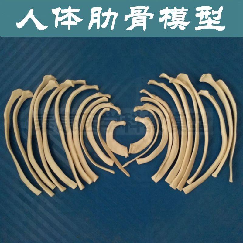 人体肋骨模型可造型弯曲散骨24根胸骨柄影视道P具美术玩具胸腔半