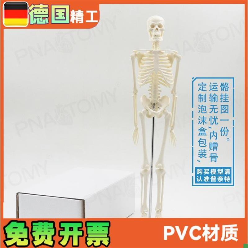 45cm小型可拆卸骨骼人体模型瑜伽F教学骨架骷髅骨万圣节玩具礼品