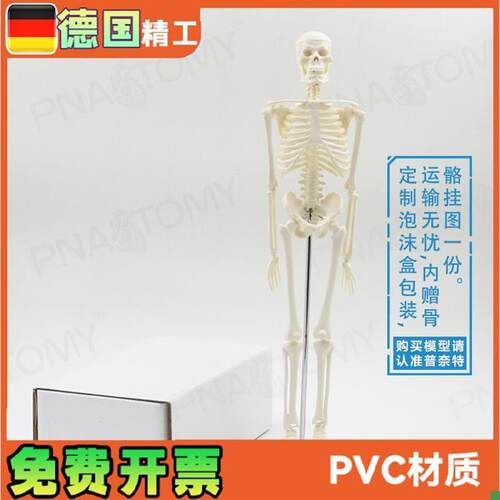 45cm小型可拆卸骨骼人体模型瑜伽F教学骨架骷髅骨万圣节玩具礼品