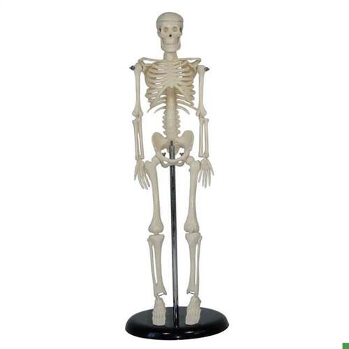 人体骨骼模型45CM