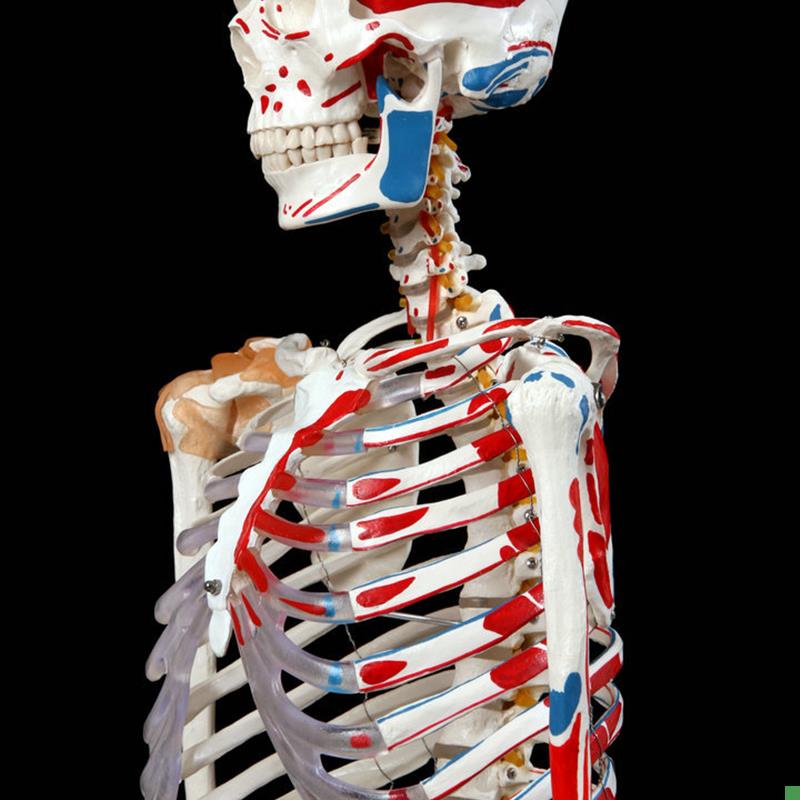 新款医用标准170cm人体大骨骼模型骨架模型附肌肉U起止点附韧带款