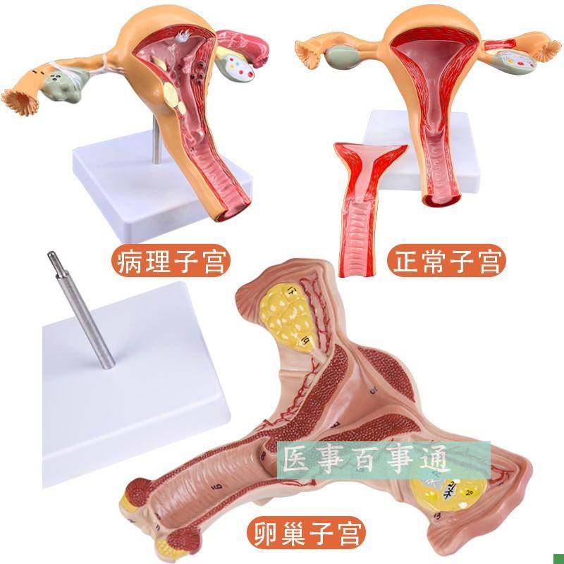 子宫模型女性内生殖器官生殖结构D妇科模型子宫解剖模型示教模型