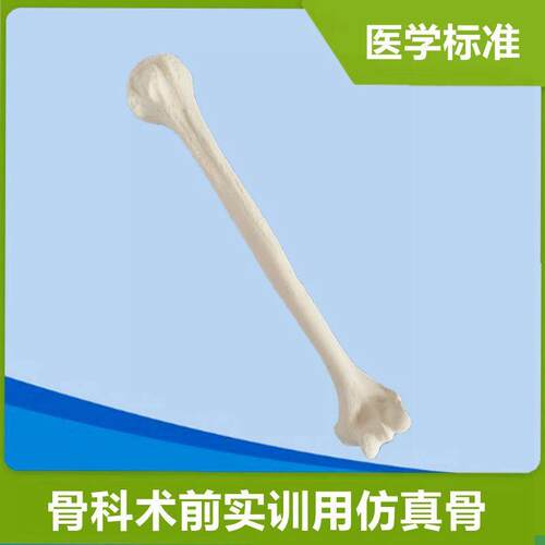 肱骨模型手术实操用仿真骨u1比1假骨头四肢散骨人体骨骼关节医用