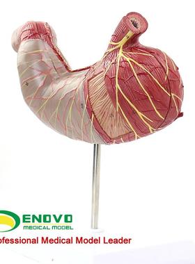 ENOVO颐诺人体胃解剖模型人体消化F解剖系统医学器官消化内科模型