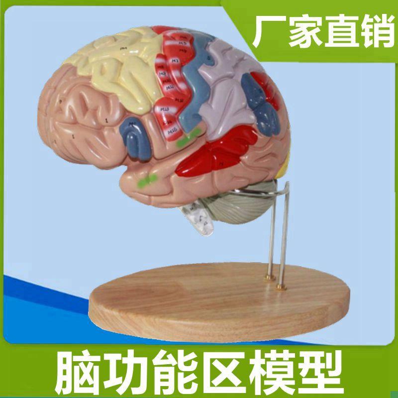 脑功能模型大脑皮层标识可u拆卸医学解剖人体中枢功能定位医用科