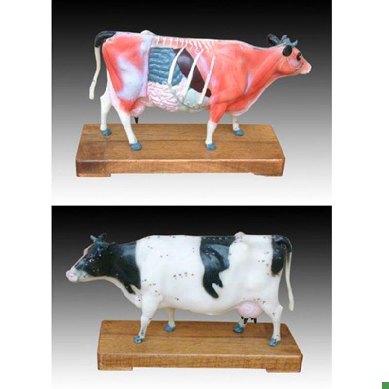 动物中医牛体针灸穴位练习模型T解剖标本模具