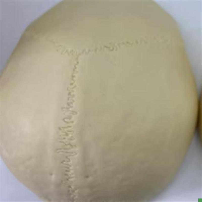 颐诺ENOVO仿真头盖骨模型树脂材R质人体等比大小