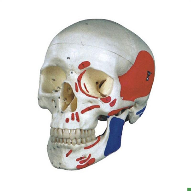 厂家直销正品自然大头颅骨K肌肉着色模型包邮