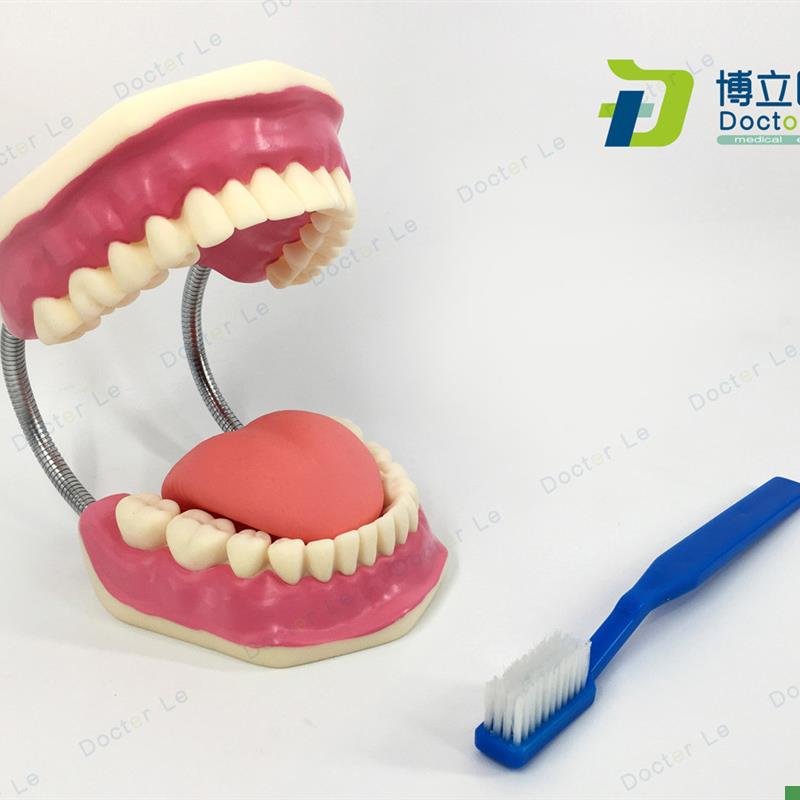 牙齿保健口腔医学护理正确D刷牙指导教学仪器牙齿儿童