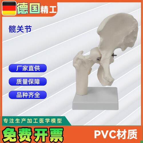 髋关节模型人体C骨骼教学模型器具