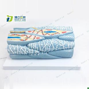 心肌组织模型心肌细胞心肌工程微观模K型心脏模型解剖放大模型