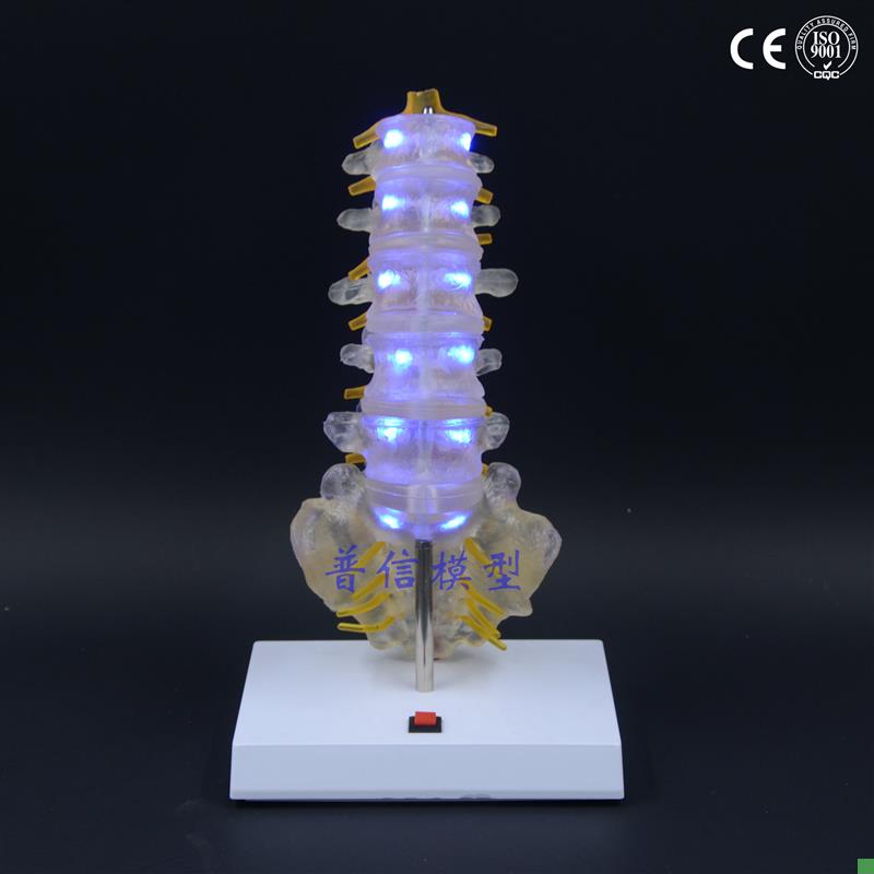 普信脊柱b模型医用发光创意礼品生日礼物尾椎人体腰椎模型