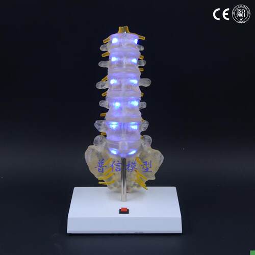普信脊柱b模型医用发光创意礼品生日礼物尾椎人体腰椎模型